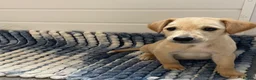 Mixed Breed dogs for sale: whipadore pups  in Newark - Advert 3