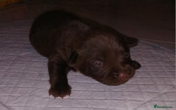 Patterdale Terrier dogs for sale: 2 beautiful female Patterdale pups  - Image 3