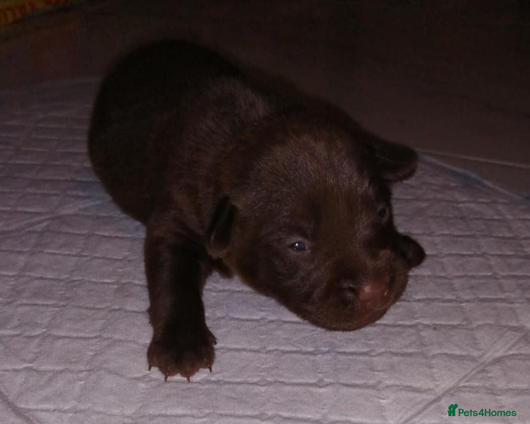 Patterdale Terrier dogs for sale: 2 beautiful female Patterdale pups  - Image 3