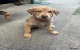 Mixed Breed dogs for sale: puppy for sale Rottweiler/German Shepherd mixed - Image 7