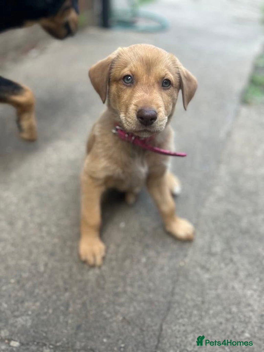 Mixed Breed dogs for sale: puppy for sale Rottweiler/German Shepherd mixed - Image 7