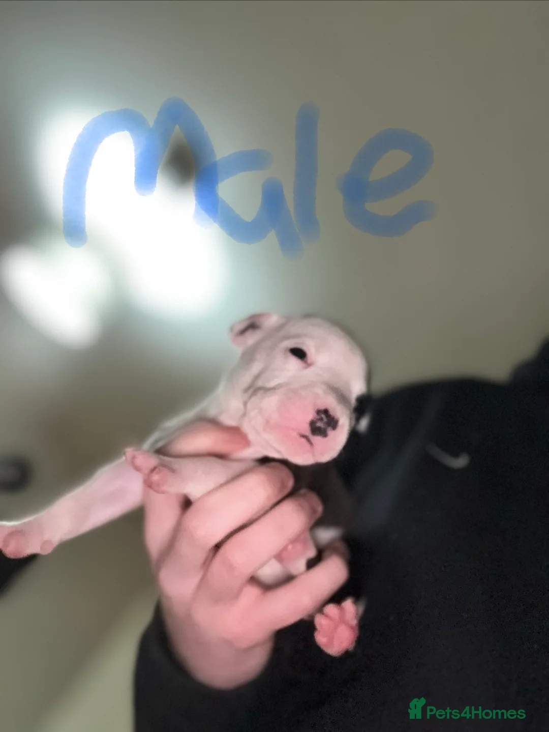 Staffordshire Bull Terrier dogs for sale: Irish Staffy Puppies for sale  - Advert 5
