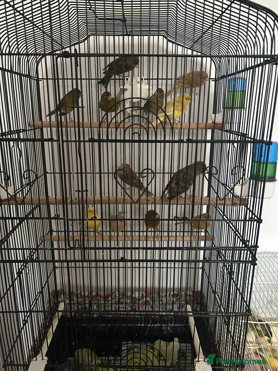 Canaries birds for sale: Canaries mixed colour  - Advert 7