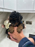 Toy Poodle dogs - Advert 8