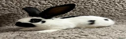 Continental Giant rabbits for sale: Georgeus Giant Papillon Babies - Advert 5