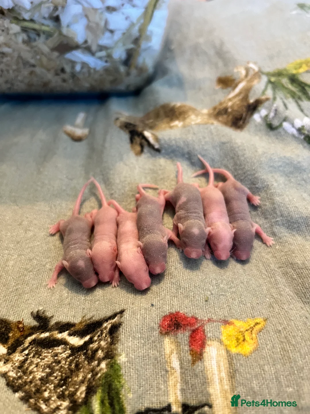 Mouse rodents for sale: Ethically Bred Fancy Mice - Advert 3