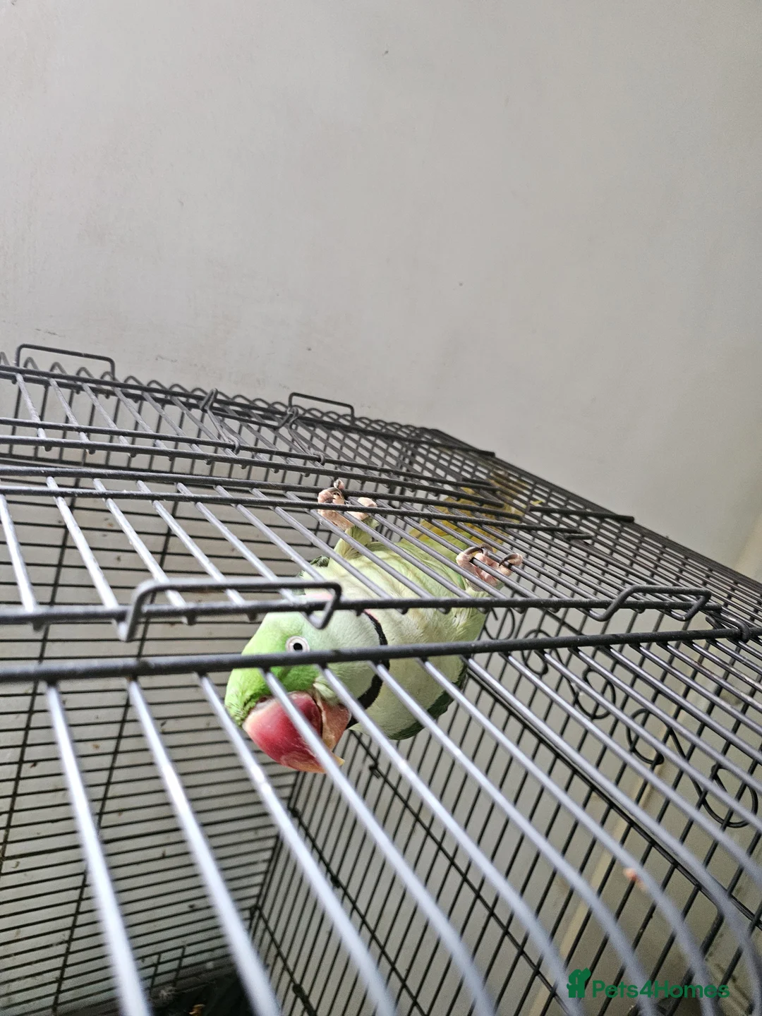 Parrots birds for sale: Alexezindrine parrot in Birmingham - Advert 4