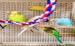 Budgerigars birds for sale: Beautiful Baby Budgies & Cages - Various Mutations - Image 6