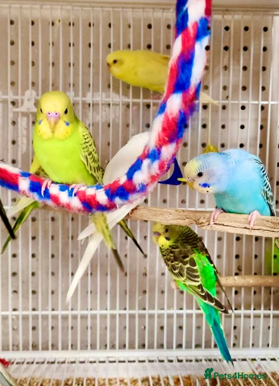 Budgerigars birds for sale: Beautiful Baby Budgies & Cages - Various Mutations - Image 6