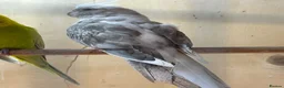 Mixed Breed birds for sale: Cockatiels, kakarikis & budgies  - Advert 14