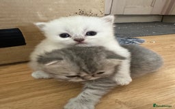Persian cats for sale: 2 stunning pure pedigree Persian chinchilla kitten - Image 7