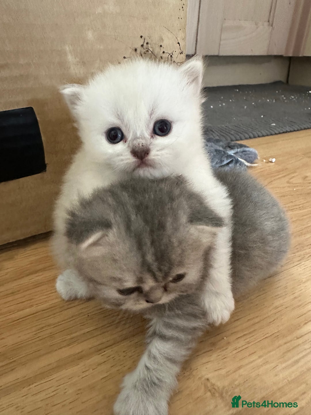 Persian cats for sale: 2 stunning pure pedigree Persian chinchilla kitten - Image 7