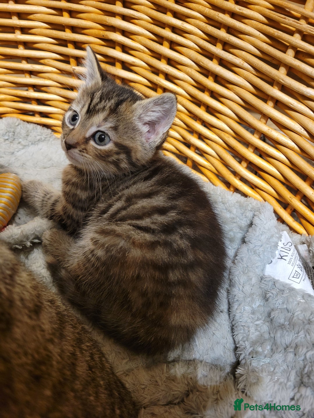 British Shorthair cats for sale: Very cute female kitten  - Image 3