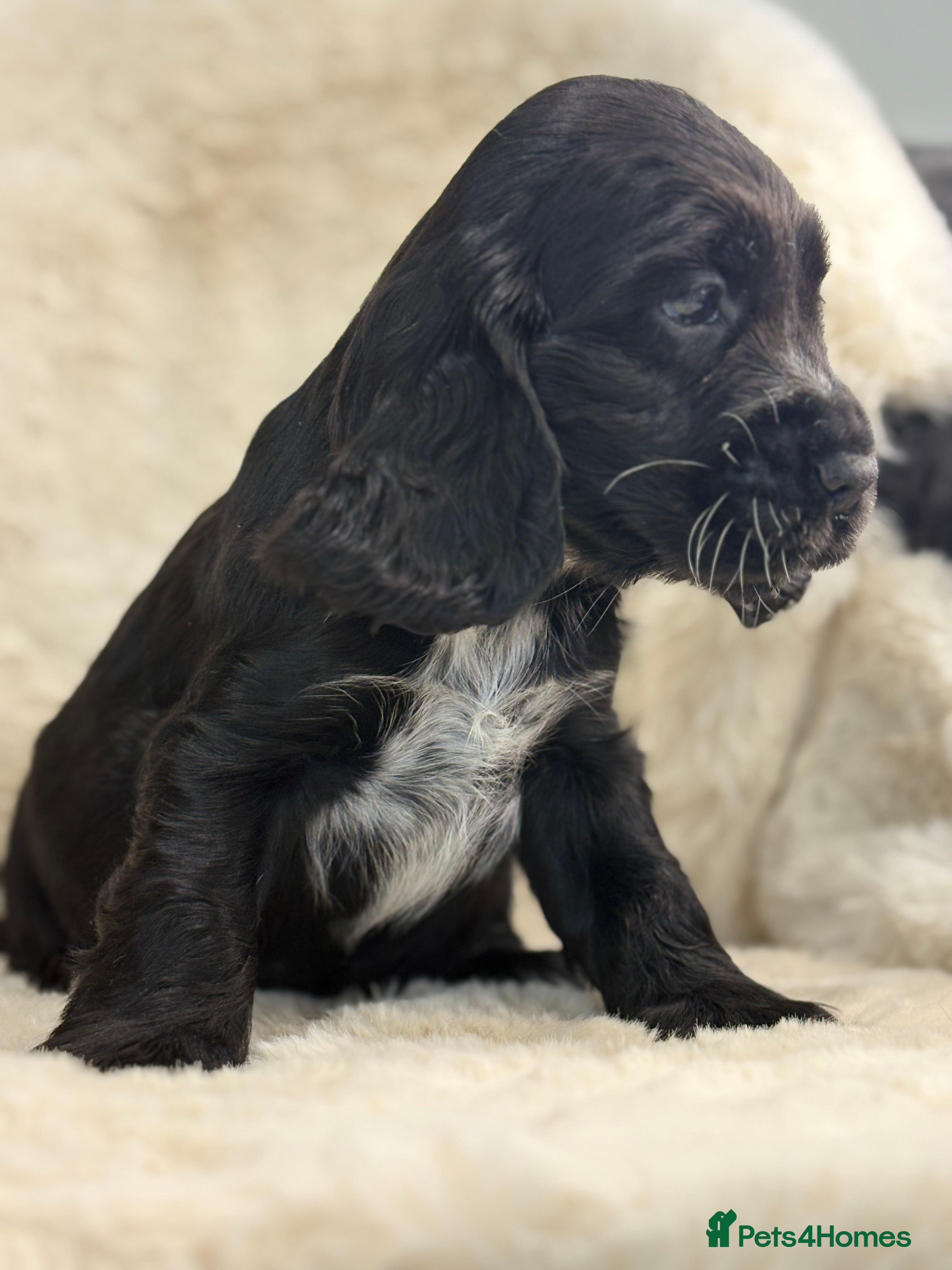 Cocker Spaniel dogs Beautiful health tested show cocker spaniel pups - Advert 9