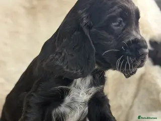Cocker Spaniel dogs Beautiful health tested show cocker spaniel pups - Advert 9