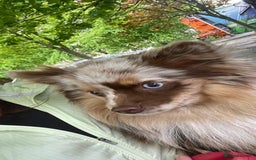 Pomsky dogs for sale: 5 High Quality Pomsky Puppies  - Advert 3