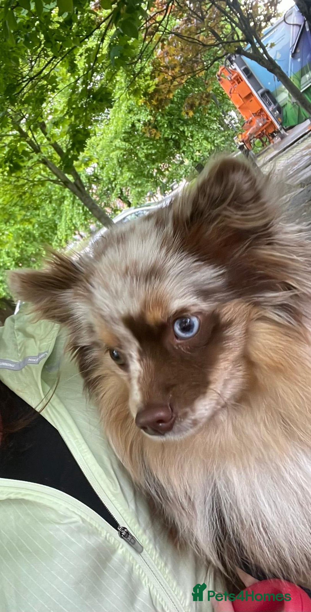 Pomsky dogs for sale: 5 High Quality Pomsky Puppies  - Advert 3