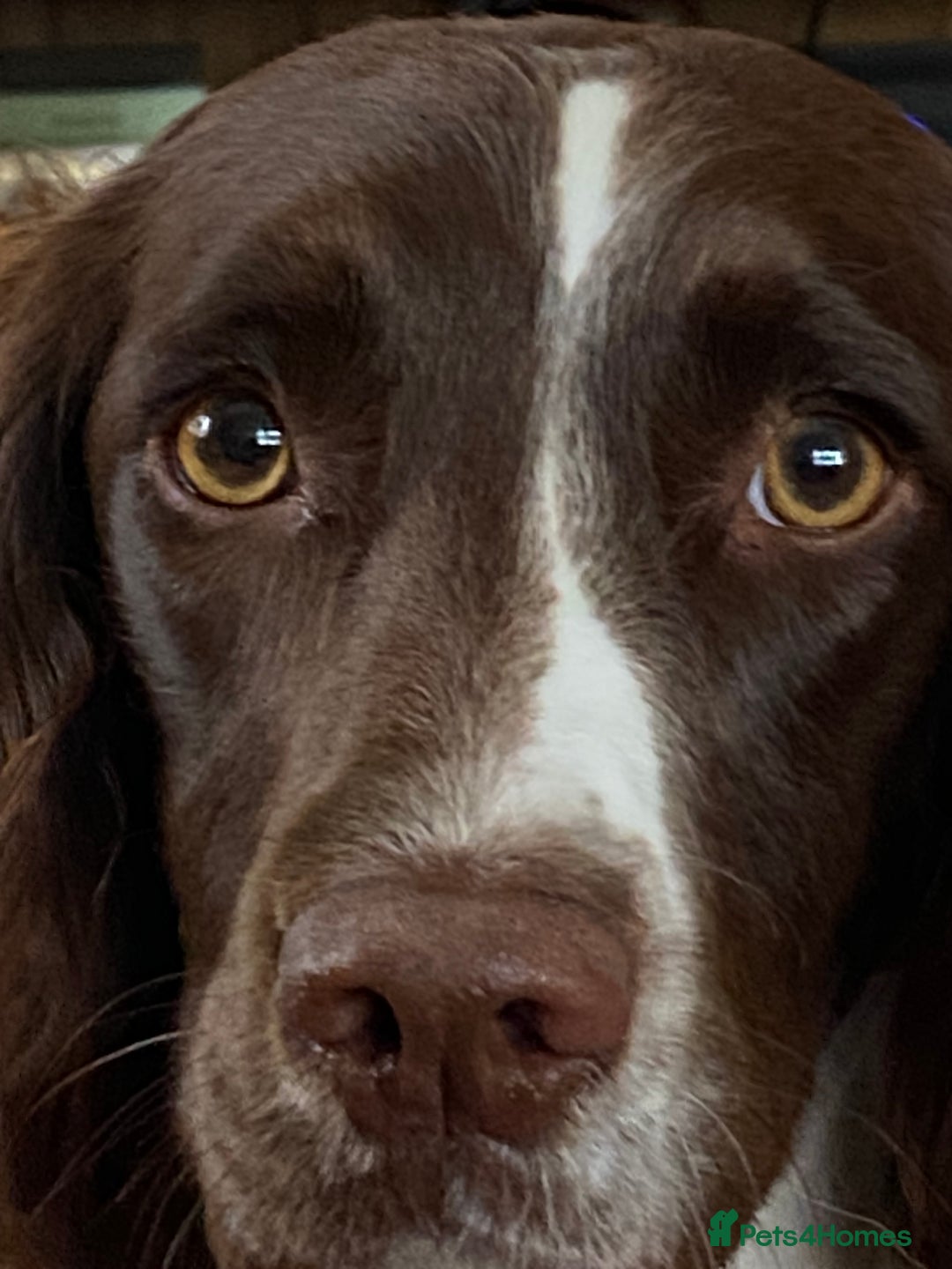 English Springer Spaniel dogs for sale: KC registered Springer Spainel  - Advert 7