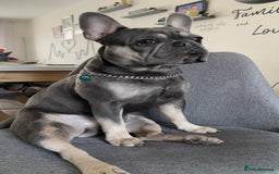 French Bulldog dogs for stud: Dog for stud - Image 9