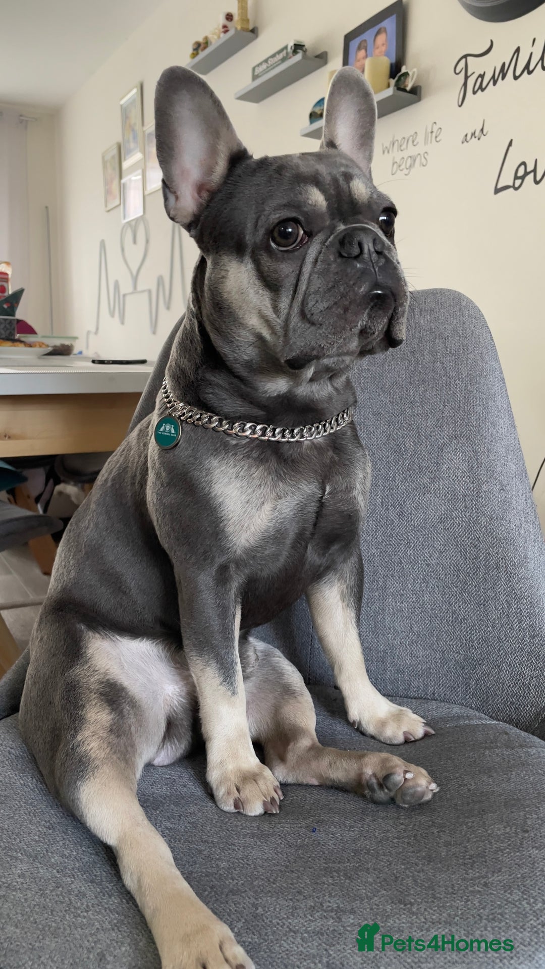 French Bulldog dogs for stud: Dog for stud - Image 9