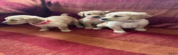 Golden Retriever dogs for sale: Kc registered golden retriever puppies  - Advert 15