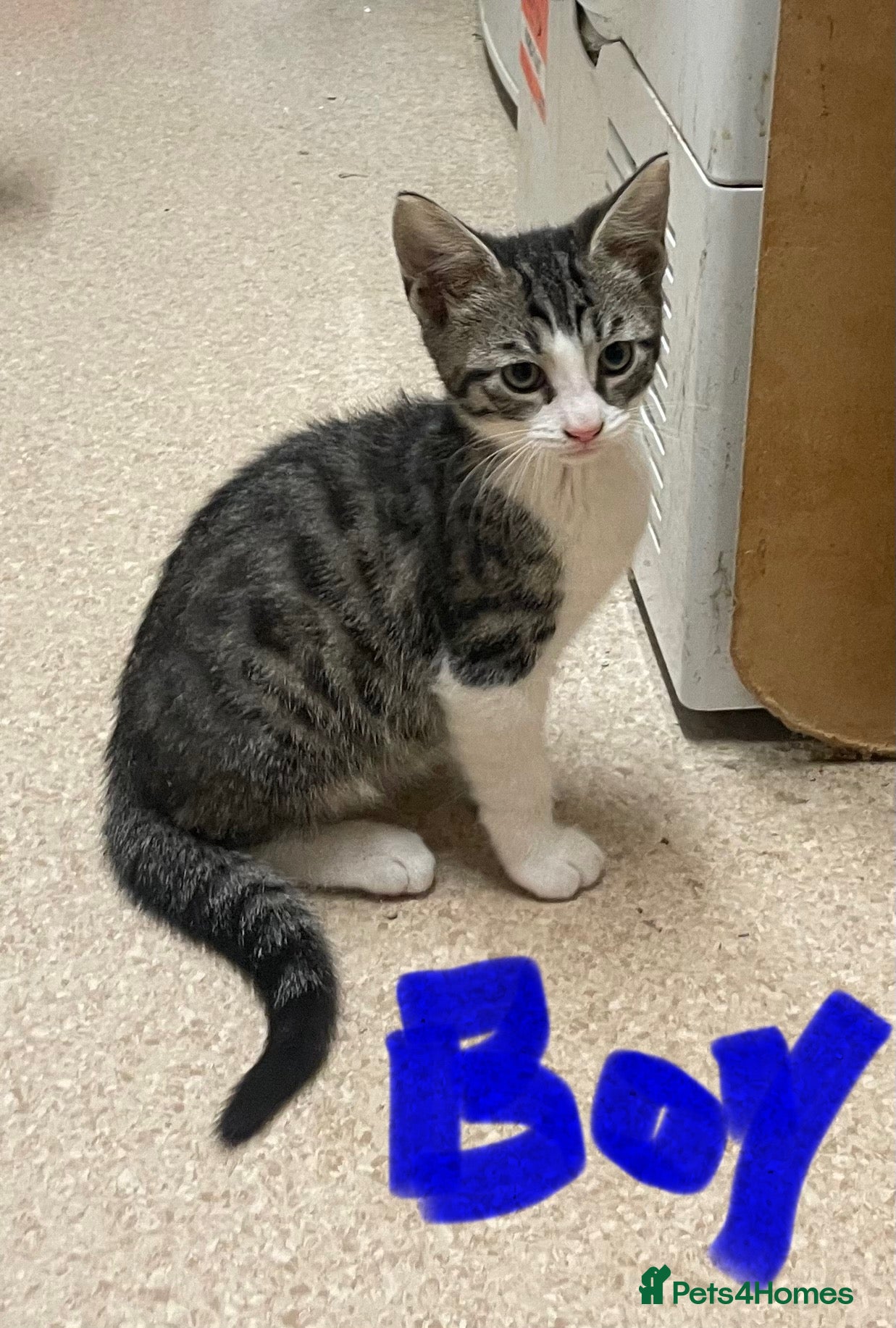 Mixed Breed cats 2 boy Tabby kittens  - Advert 14