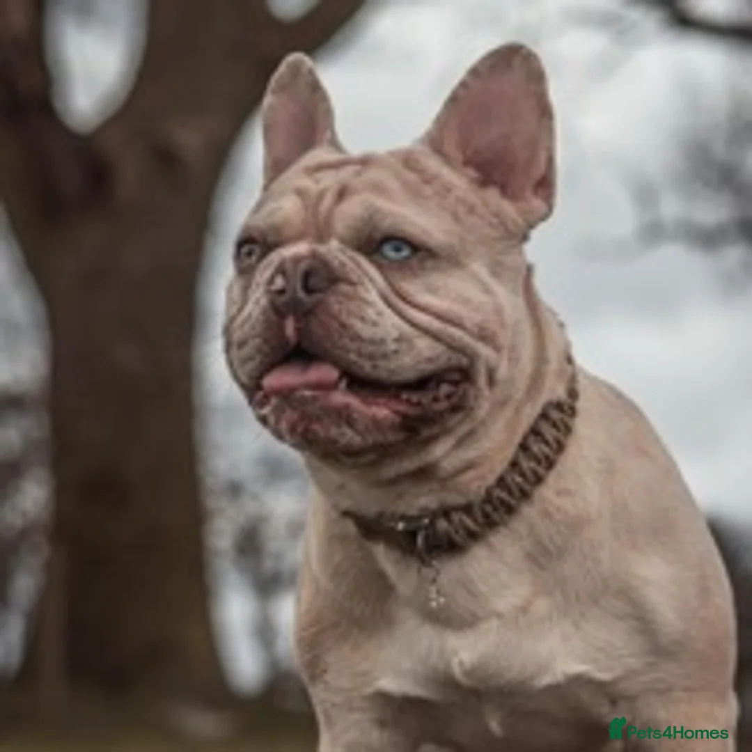 French Bulldog dogs for stud: 🦁HUNCHO🦁PUP BACK DEAL 1ST PICK FEMALE‼️ in Northampton - Advert 4
