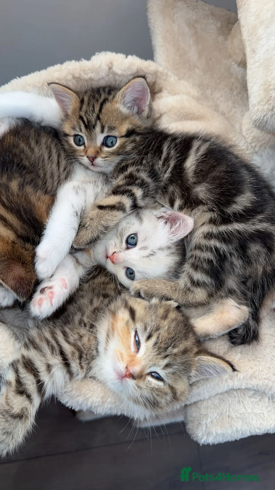 Persian cats for sale: Adorable Persian chinchillas Mix kittens  in Rochdale - Advert 2