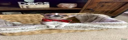 Chihuahua dogs for sale: Chihuahua puppies in Inverness - Advert 15