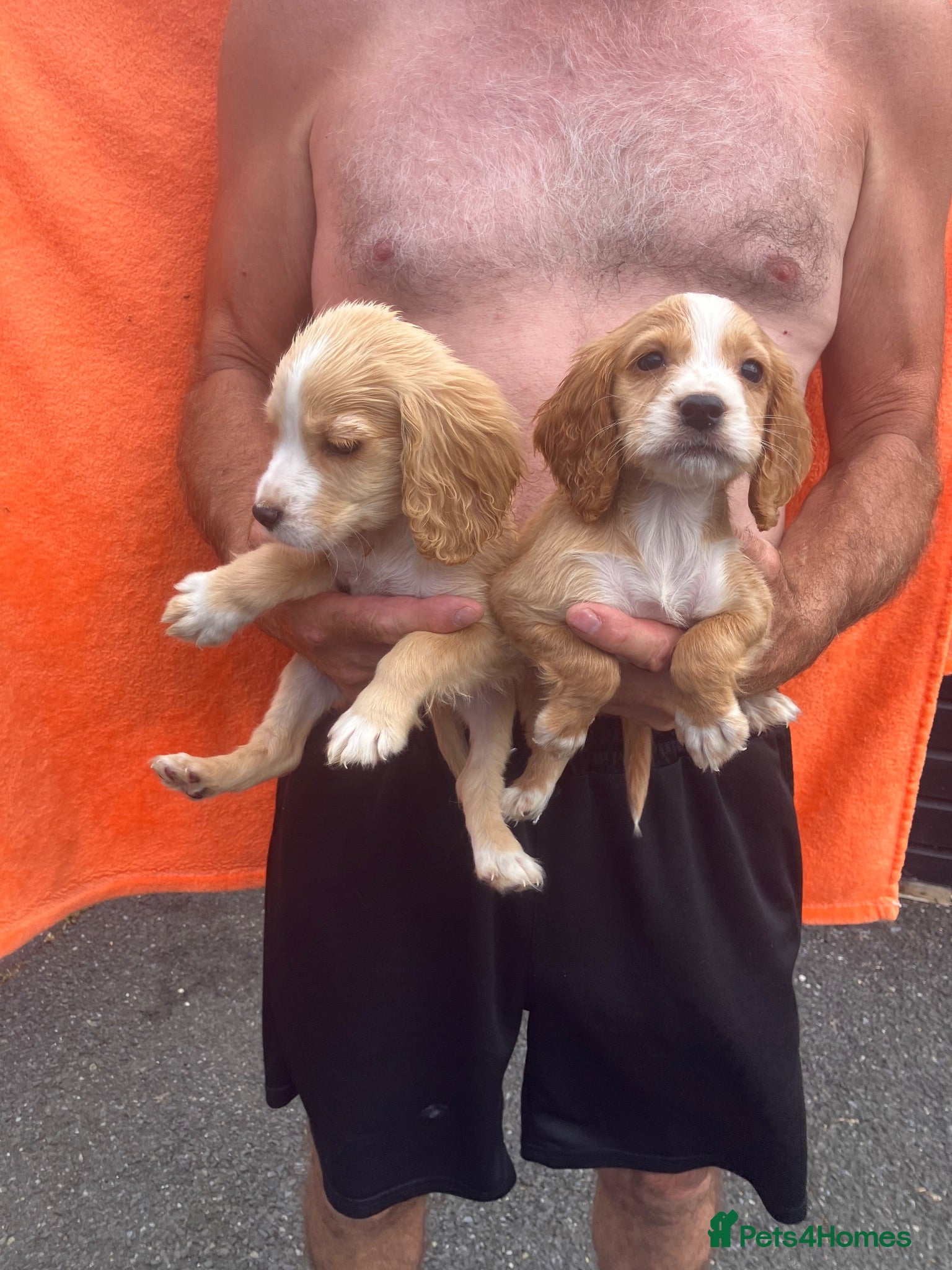 Cocker Spaniel dogs Cocker spaniel puppies 4 boys & 4 girls  - Advert 2
