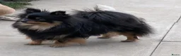 Pomeranian dogs for sale: KC registered Pomeranian puppy - Advert 2