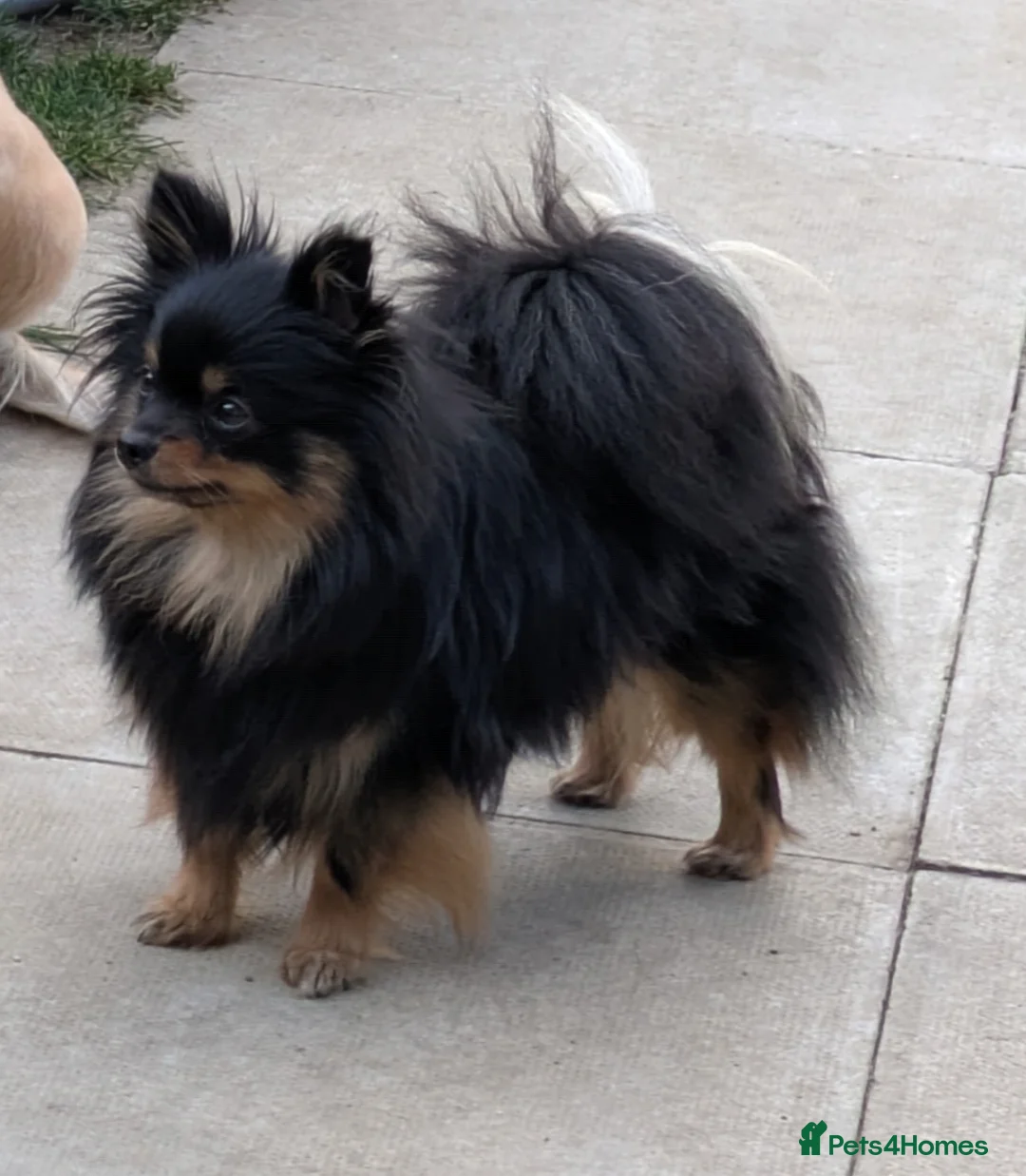 Pomeranian dogs for sale: KC registered Pomeranian puppy - Advert 2