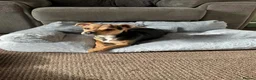 Jack Chi dogs for stud: chihuahua x jack russel stud loki🐾 - Advert 2