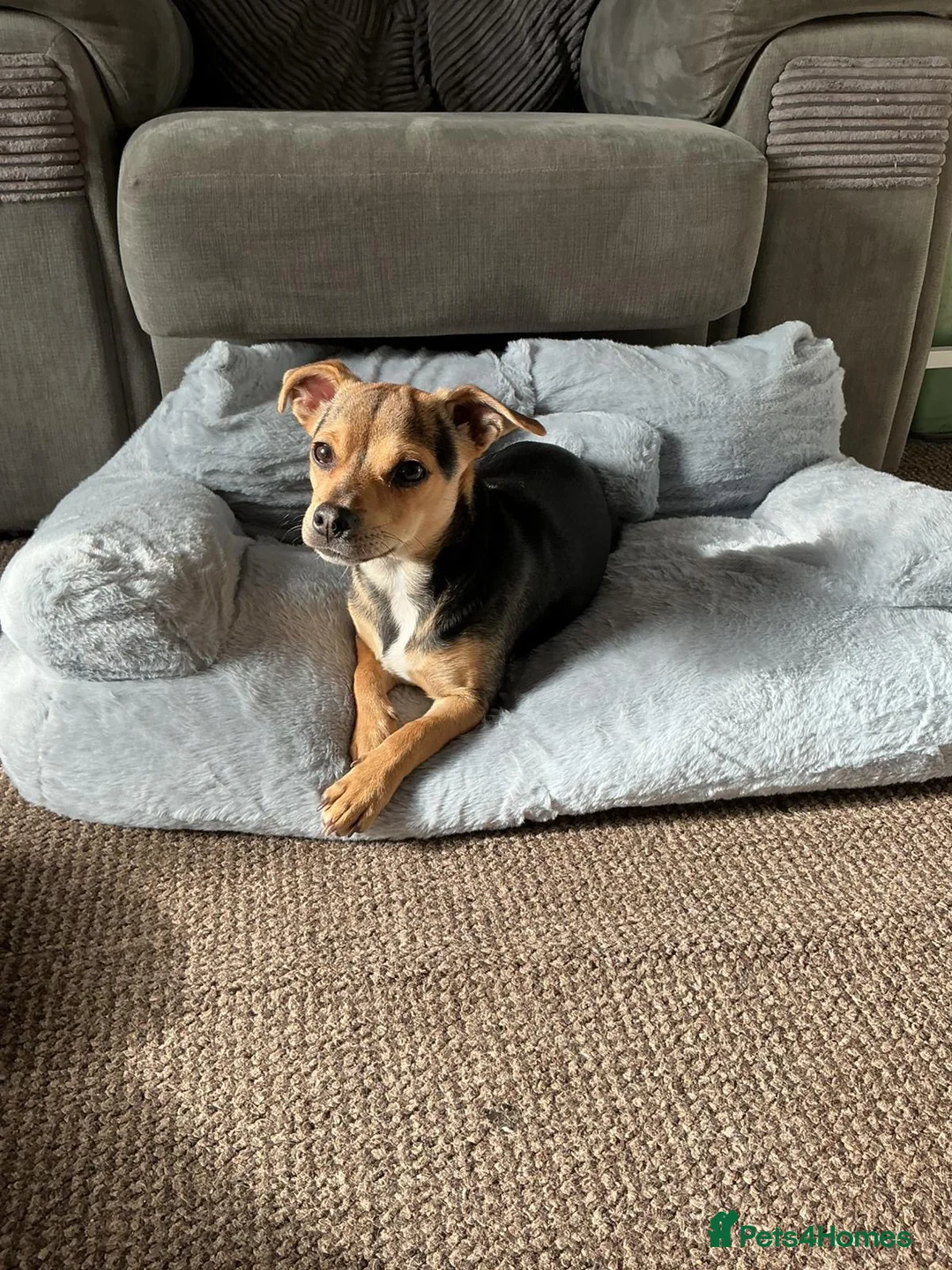 Jack Chi dogs for stud: chihuahua x jack russel stud loki🐾 - Advert 2