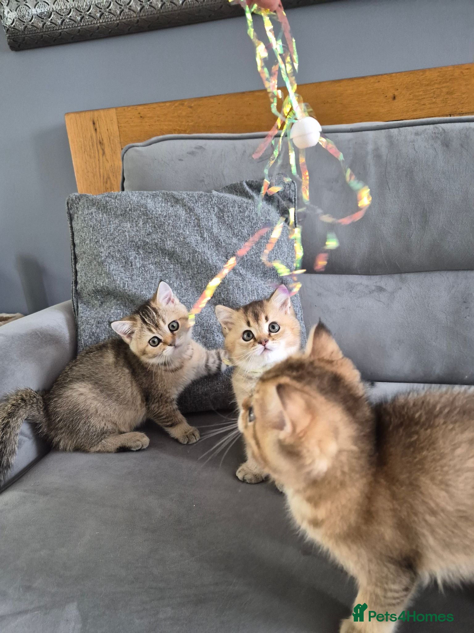 British Shorthair cats Golden British babies - Advert 10