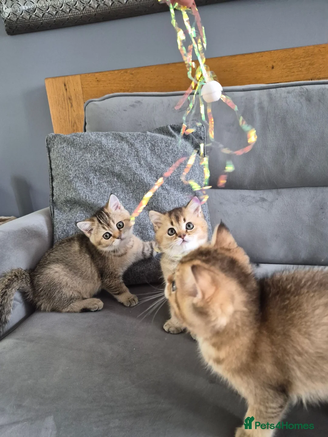 British Shorthair cats for sale: Golden British babies - Advert 1