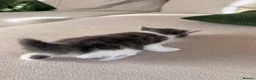 Mixed Breed cats for sale: Gorgeous kittens  in Woking - Advert 35