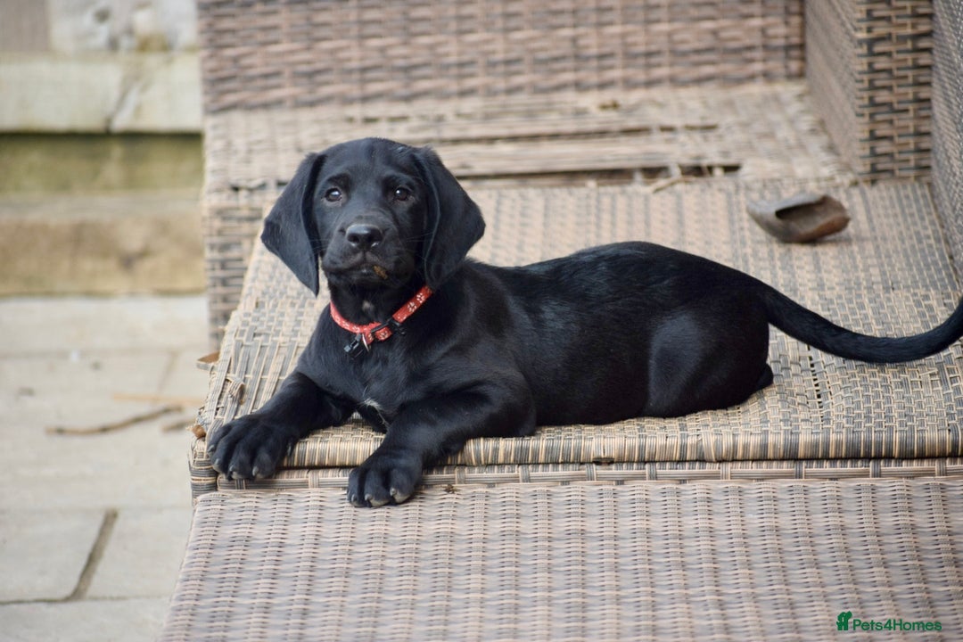 Cockerdor dogs for sale: Cockerdor Puppies - Image 11
