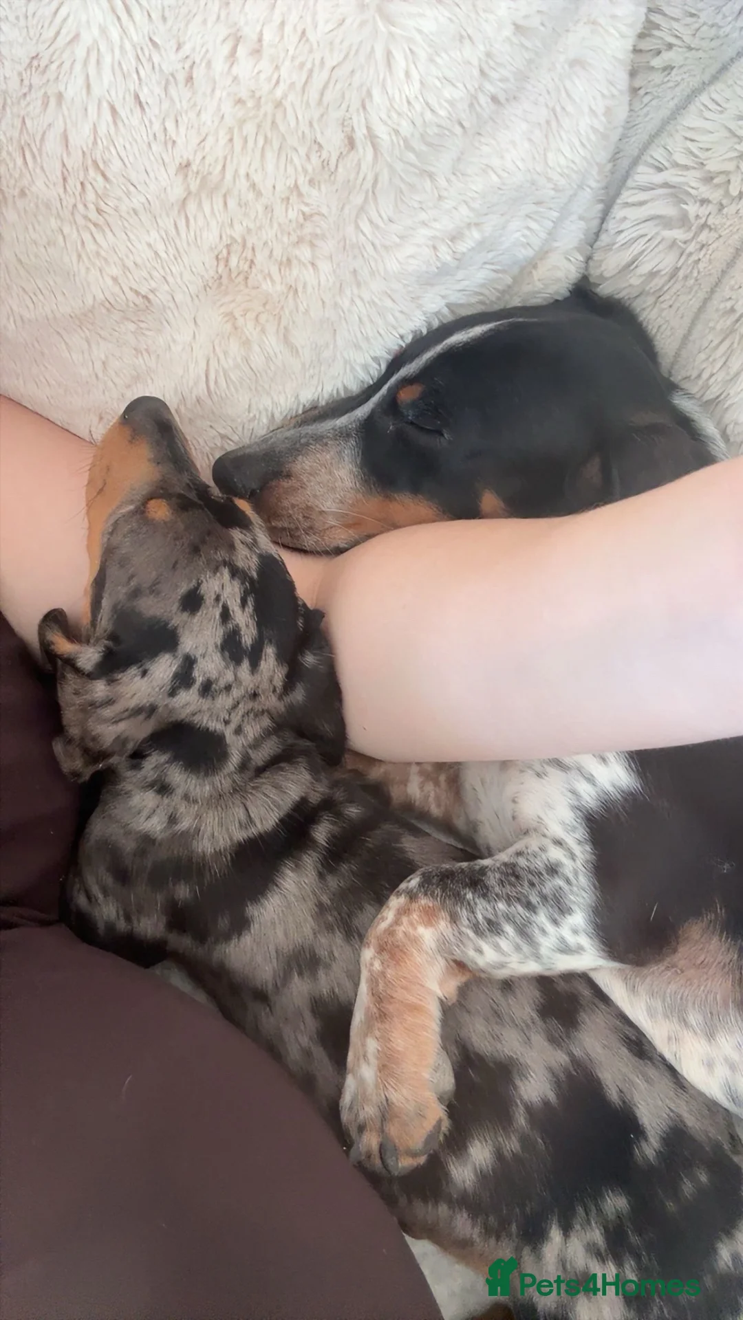 Dachshund dogs for sale:  2 dachshund  in Stafford - Advert 7