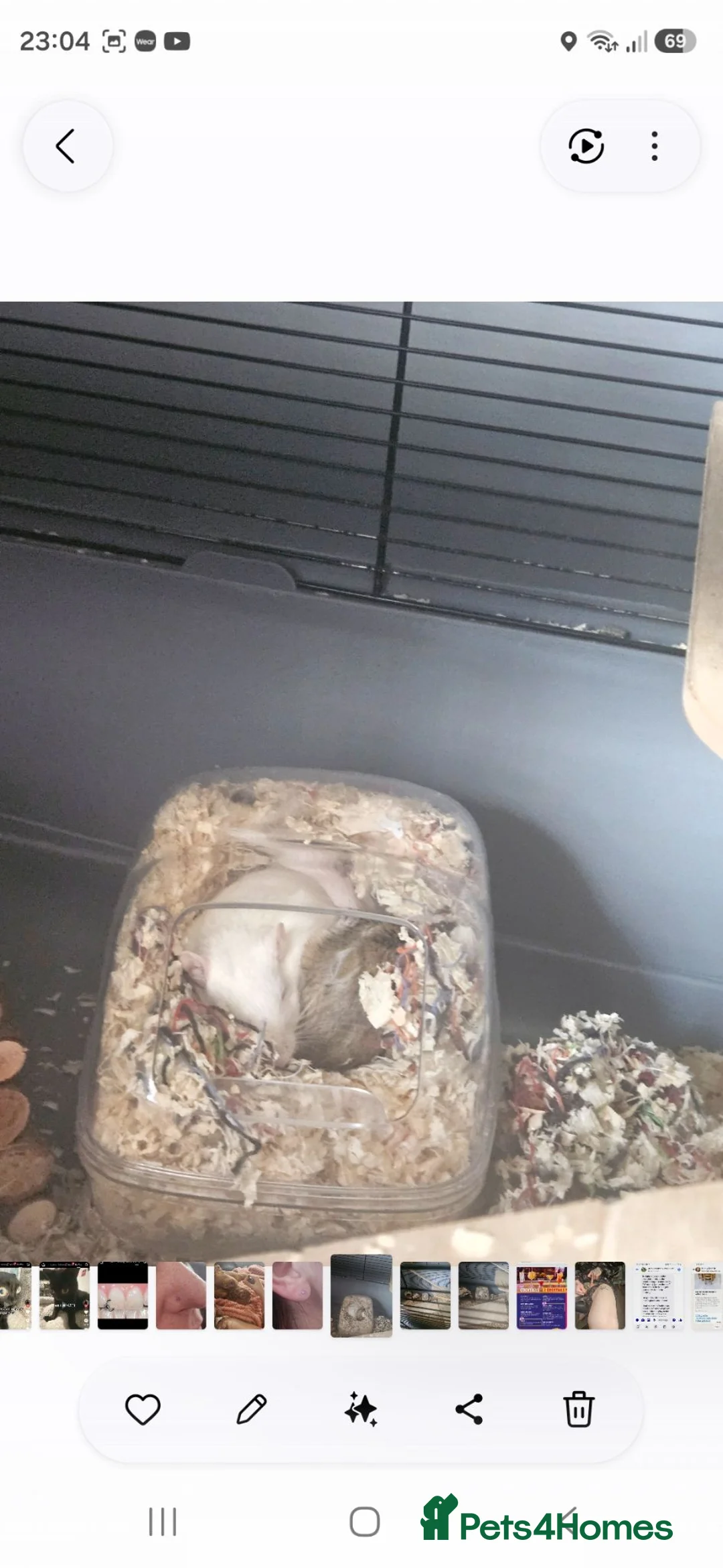 Gerbil rodents for sale: 2 gerbils for rehoming - Advert 1