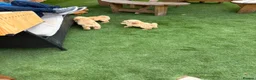 Miniature Poodle dogs for sale: 4 miniature Poodle Boys  - Advert 10