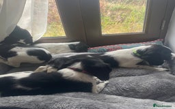 English Springer Spaniel dogs for sale: Beautiful English Springer Spaniels - Image 17
