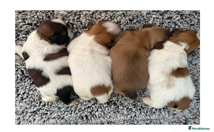 Shih Tzu dogs - Advert 9