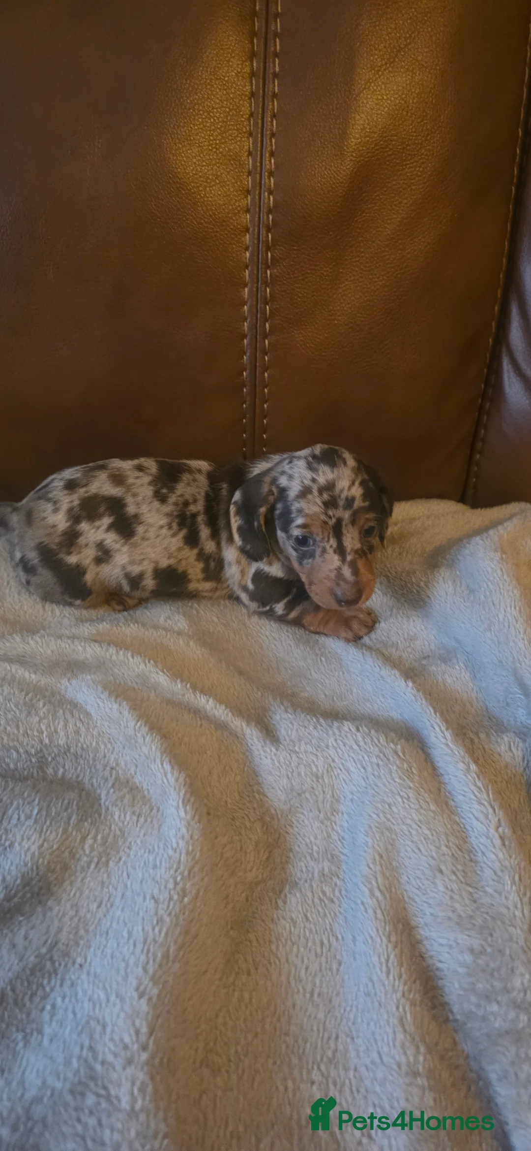 Dachshund dogs for sale: Mini dachunds  - Advert 3