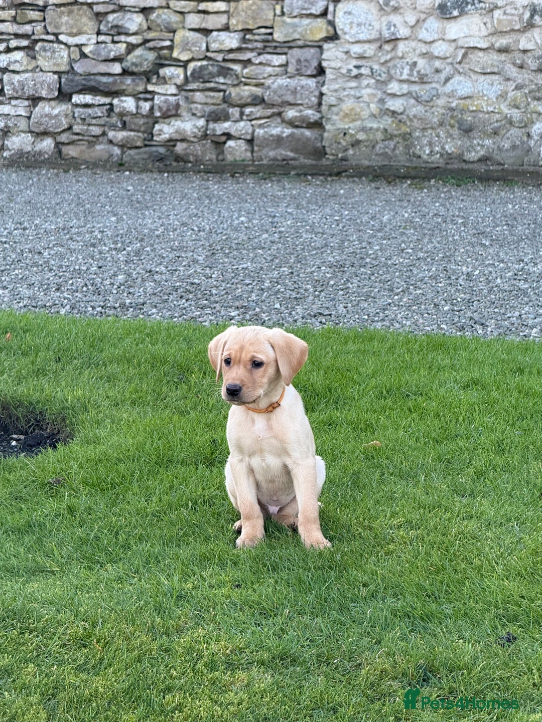 Labrador Retriever dogs for sale: Buccleuch x Fenway Puppy - Advert 1