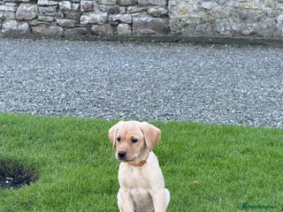 Labrador Retriever dogs Buccleuch x Fenway Puppy - Advert 1