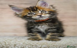 Maine Coon cats for sale: 🥇 5 Generation Pedigree - TICA registered  🌟 - Advert 10