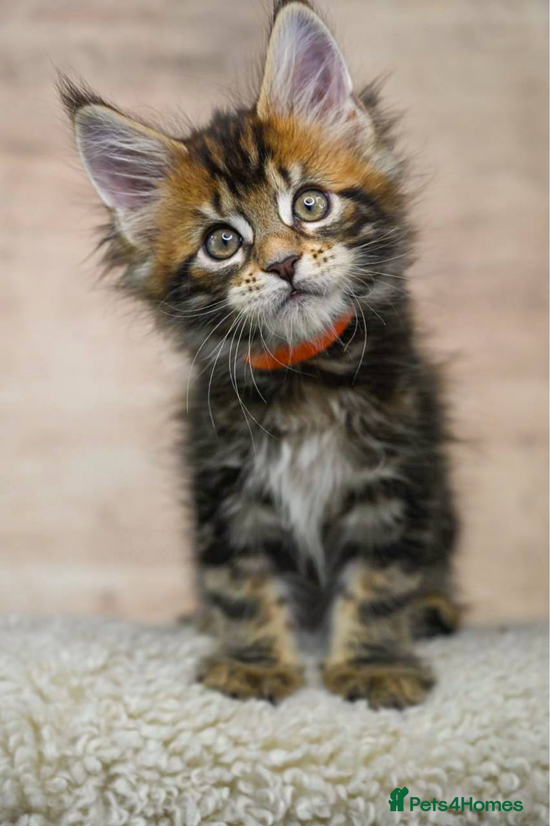 Maine Coon cats for sale: 🥇 5 Generation Pedigree - TICA registered  🌟 - Advert 10