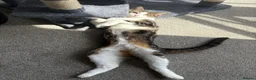British Shorthair cats for sale: (URGENT) 2 Cats looking to be rehomed - Advert 5