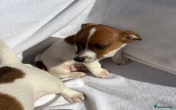 Jack Russell dogs for sale: Jack Russell puppies  - Image 5